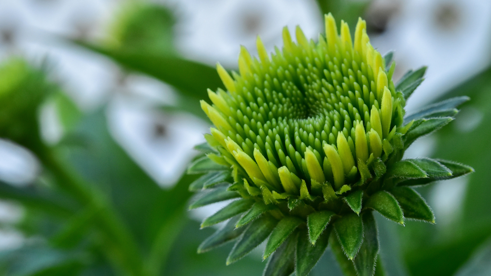 A flower budding with yellow and green.