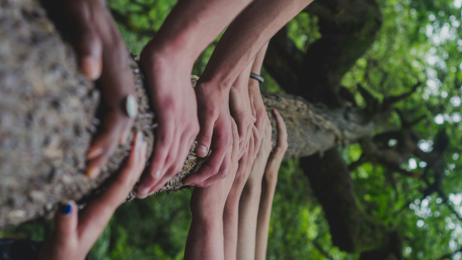 Various hands rest on the truck of a tree.